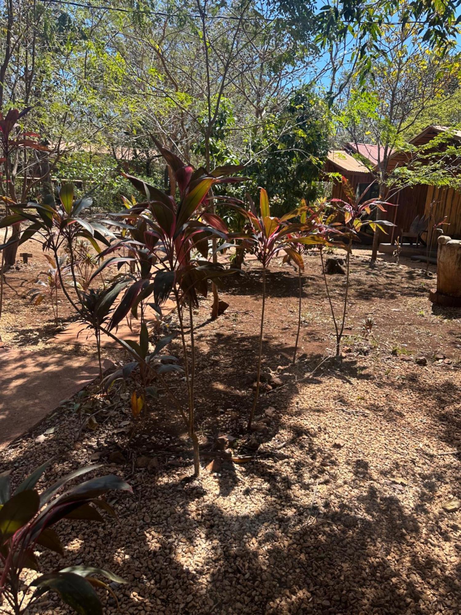 Finca Avellanas Lorena Экстерьер фото