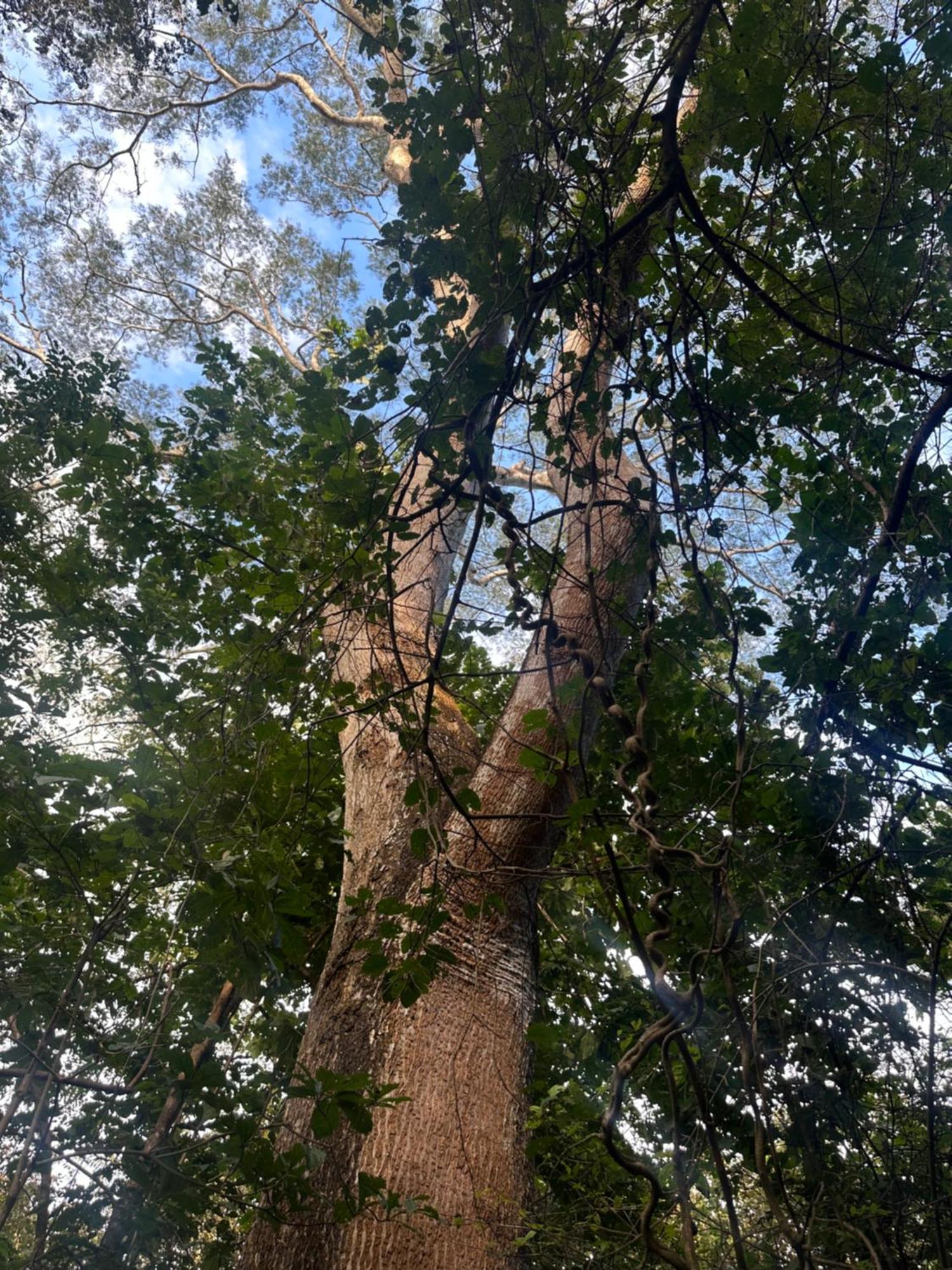 Finca Avellanas Lorena Экстерьер фото